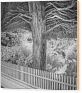 Canopy Tree Wood Print