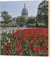 Capitol Tulips Wood Print