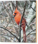 Cardinal 2 Wood Print