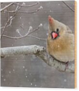 Cardinal And Falling Snow Wood Print