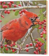 Cardinal Eating Berries Wood Print