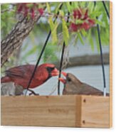 Cardinal Feeding Wood Print