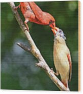 Cardinal Feeding The Youngster Wood Print