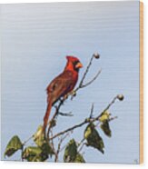 Cardinal On Treetop Wood Print