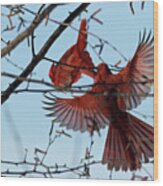 Cardinal Wing Span Wood Print