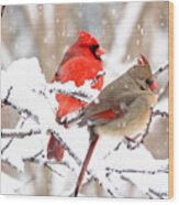 Cardinals In The Winter Wood Print