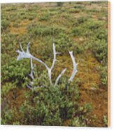 Caribou Horns Wood Print