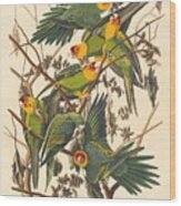 Carolina Parrot Wood Print