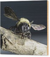 Carpenter Bee Wood Print