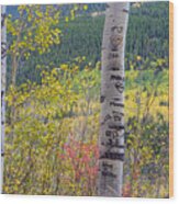 Carved Names And Initials In Autumn Aspen Trees Wood Print