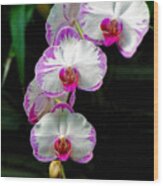 Cascading Orchid Beauties Wood Print