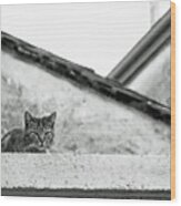 Cat On A Roof, Varenna Wood Print
