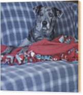 Catahoula Leopard Dog In Blue Wood Print