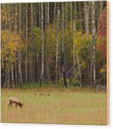 Cataloochee Valley Elk Wood Print