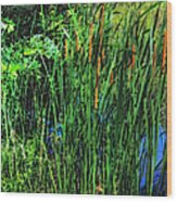 Cattails Wood Print