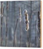 Cattails In The Winter Wood Print