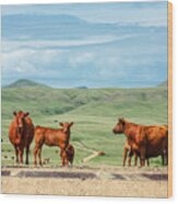 Cattle Guards Wood Print