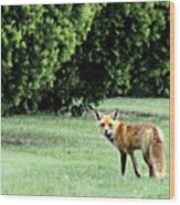 Cemetery Fox Wood Print