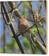 Chaffinch Tree Shoots Donegal Wood Print