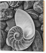 Chambered Nautilus Shell  On River Stones Wood Print