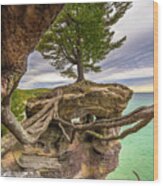 Chapel Rock  With Strong Roots You Can Do Anything  4971 Wood Print