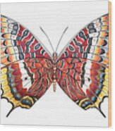 Charaxes Butterfly Wood Print