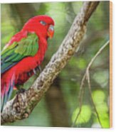 Chattering Lory Wood Print