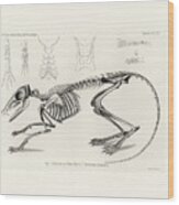Checkered Elephant Shrew Skeleton Wood Print