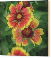 Cheerful  Gaillardia Wood Print