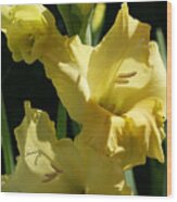 Cheerful Gladiolus Wood Print