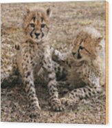 Cheetah Cubs Wood Print