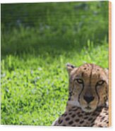 Cheetah Face Wood Print
