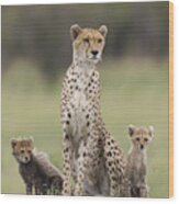 Cheetah Mother And Cubs Wood Print