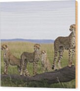 Cheetah Mother Cubs Masai Mara National Wood Print