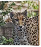 Cheetah On The Prowl Wood Print