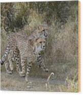 Cheetah Trot Wood Print