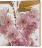 Cherry Blossom Beauty Wood Print