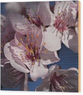 Cherry Blossom Close Up Wood Print