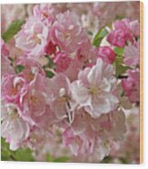 Cherry Blossom Closeup Wood Print