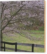 Cherry Blossom Fence Wood Print