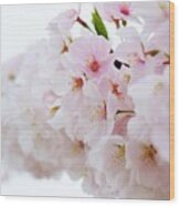 Cherry Blossom Focus Wood Print