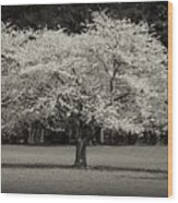 Cherry Blossom Tree - Ocean County Park Wood Print