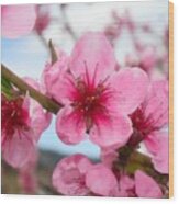 Cherry Blossoms Wood Print