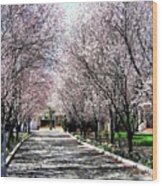 Cherry Blossoms Wood Print