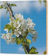 Cherry Tree Blossoms Wood Print