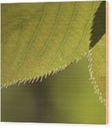 Cherry Tree Leaves - Wood Print