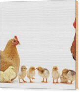 Chicken Family Wood Print