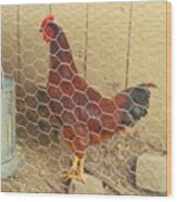 #chicken In Da #coop 😊 #hen #rooster Wood Print