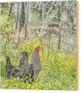 Chickens In The Field Wood Print