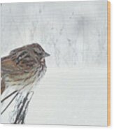 Chilly Song Sparrow Wood Print